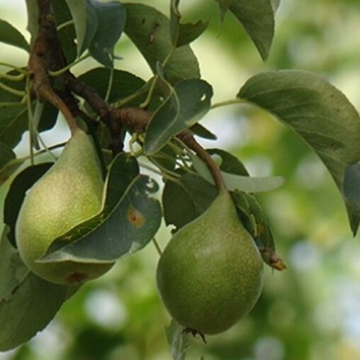 Perenboom 'Triomphe de Vienne' hoogstam